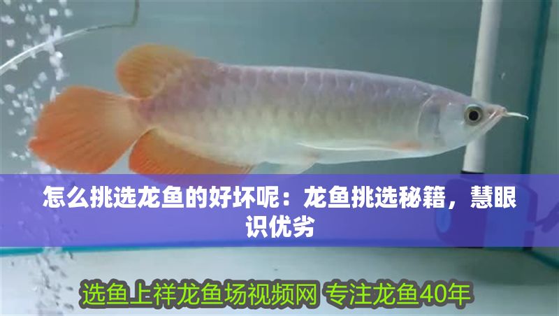 怎么挑選龍魚的好壞呢：龍魚挑選秘籍，慧眼識(shí)優(yōu)劣