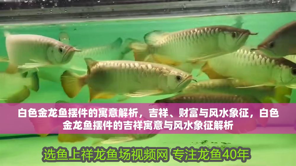 白色金龍魚擺件的寓意解析，吉祥、財富與風水象征，白色金龍魚擺件的吉祥寓意與風水象征解析