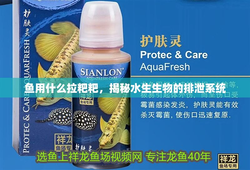 魚用什么拉粑粑，揭秘水生生物的排泄系統