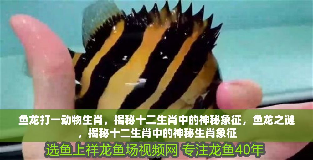 魚龍打一動(dòng)物生肖，揭秘十二生肖中的神秘象征，魚龍之謎，揭秘十二生肖中的神秘生肖象征