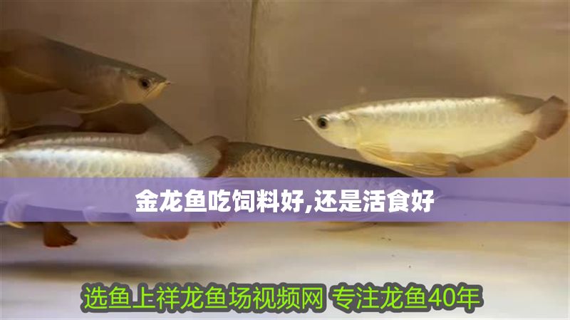 金龍魚吃飼料好,還是活食好
