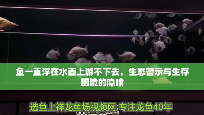 魚一直浮在水面上游不下去,生態警示與生存困境的隱喻 龍魚百科 第1張 魚一直浮在水面上游不下去,生態警示與生存困境的隱喻 魚一直浮在水面上游不下去,生態警示與生存困境的隱喻 龍魚百科 第1張
