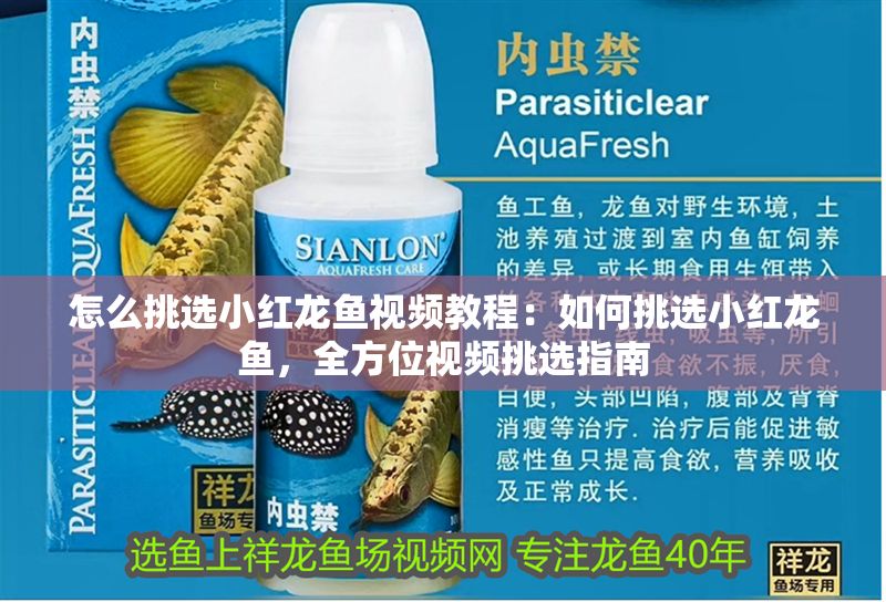 怎么挑選小紅龍魚視頻教程：如何挑選小紅龍魚，全方位視頻挑選指南