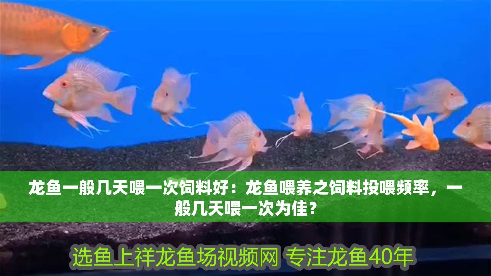 龍魚一般幾天喂一次飼料好：龍魚喂養(yǎng)之飼料投喂頻率，一般幾天喂一次為佳？