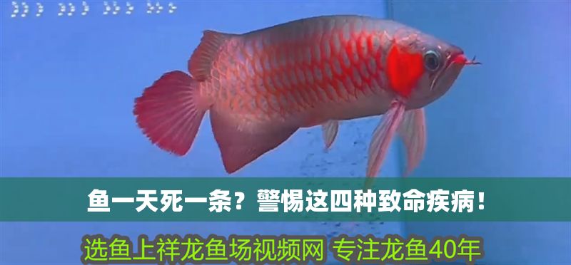 魚一天死一條？警惕這四種致命疾病！
