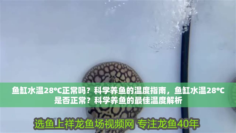 魚缸水溫28℃正常嗎？科學養魚的溫度指南，魚缸水溫28℃是否正常？科學養魚的最佳溫度解析 魚缸水溫28℃正常嗎？科學養魚的溫度指南，魚缸水溫28℃是否正常？科學養魚的最佳溫度解析 龍魚百科 第1張