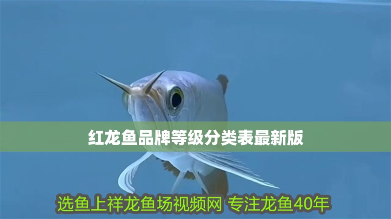 紅龍魚品牌等級(jí)分類表最新版