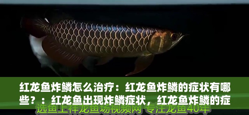紅龍魚炸鱗怎么治療：紅龍魚炸鱗的癥狀有哪些？：紅龍魚出現炸鱗癥狀，紅龍魚炸鱗的癥狀是什么原因引起的