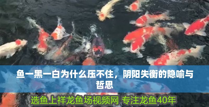 魚一黑一白為什么壓不住，陰陽失衡的隱喻與哲思