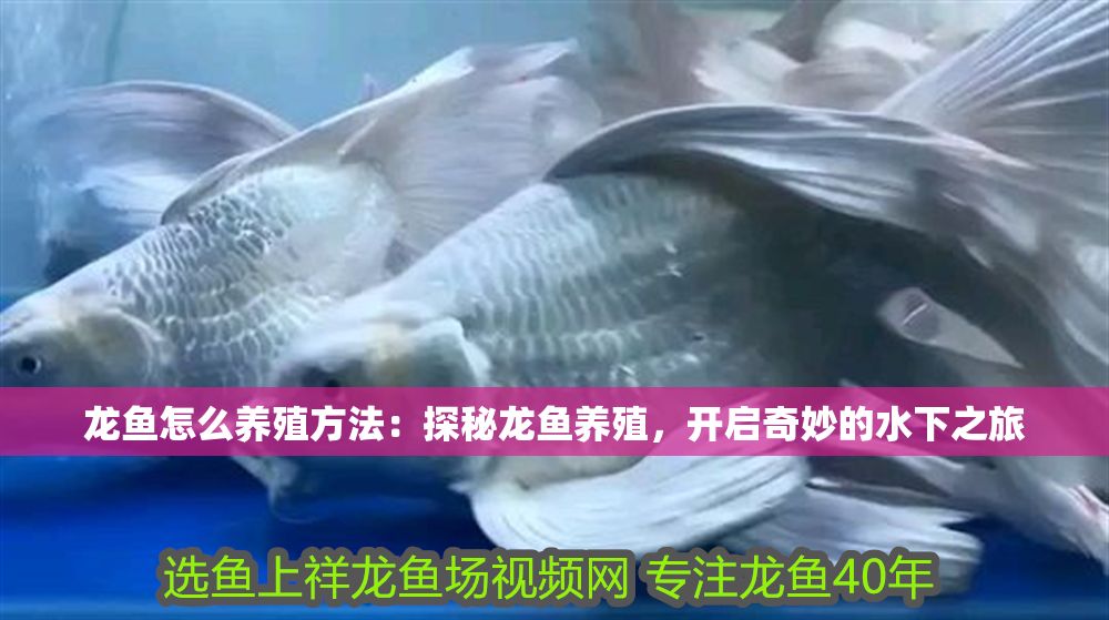 龍魚怎么養(yǎng)殖方法：探秘龍魚養(yǎng)殖，開啟奇妙的水下之旅