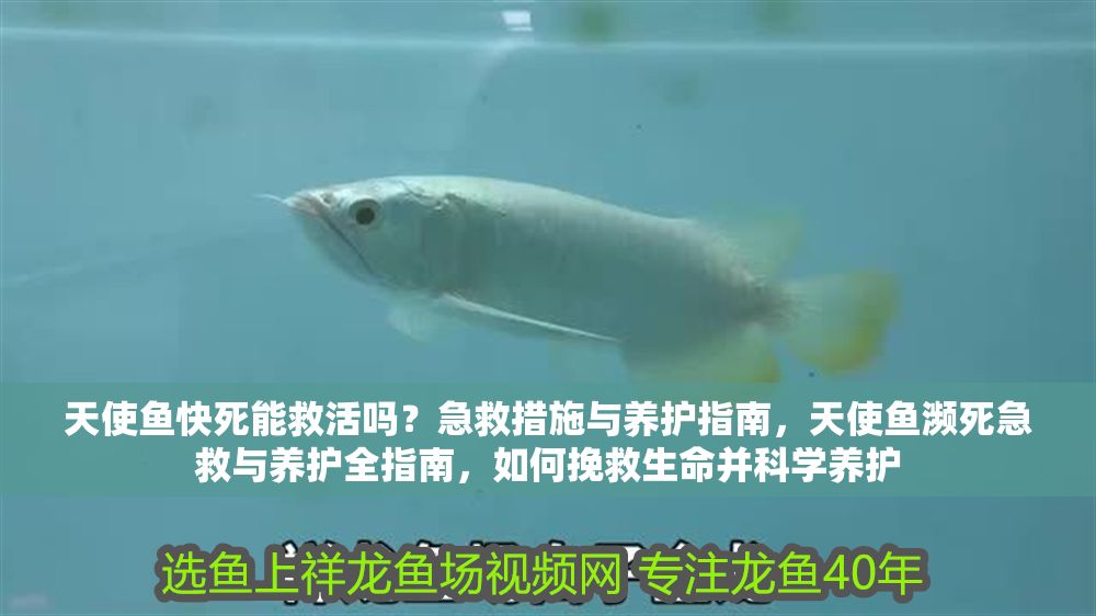 天使魚快死能救活嗎？急救措施與養護指南，天使魚瀕死急救與養護全指南，如何挽救生命并科學養護