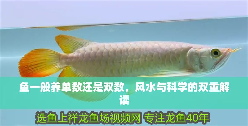 魚一般養單數還是雙數，風水與科學的雙重解讀