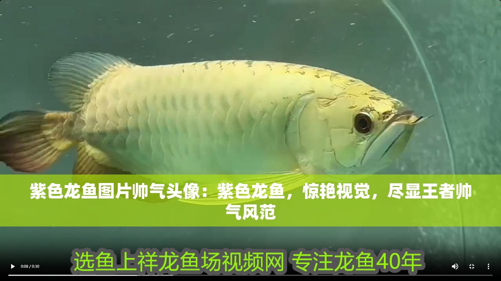 紫色龍魚圖片帥氣頭像：紫色龍魚，驚艷視覺，盡顯王者帥氣風范