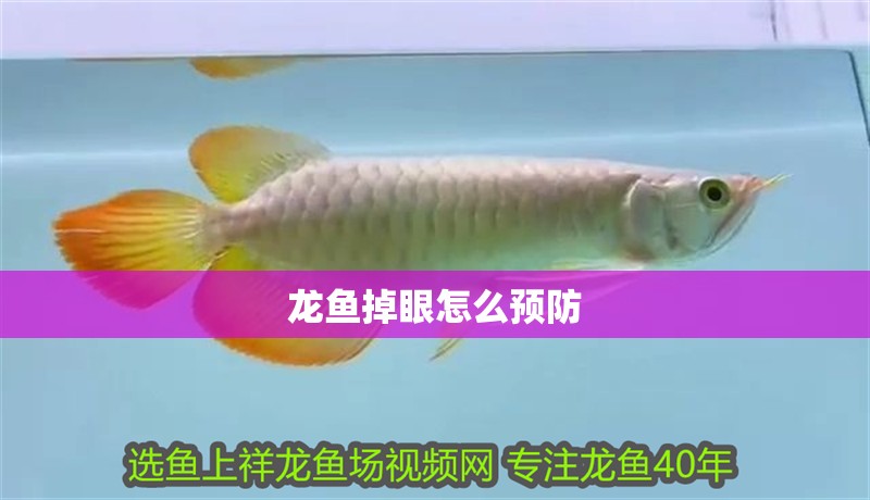 龍魚掉眼怎么預(yù)防