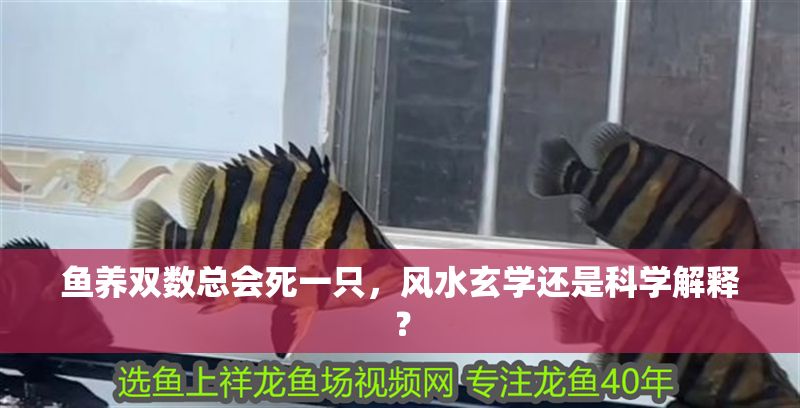 魚養雙數總會死一只，風水玄學還是科學解釋？