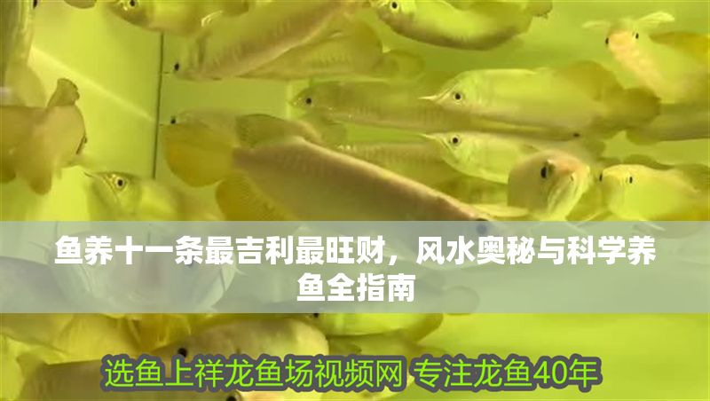 魚養十一條最<strong><mark>吉利</mark></strong>最旺財，風水奧秘與科學養魚全指南