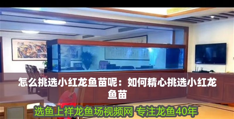 怎么挑選小紅龍魚苗呢：如何精心挑選小紅龍魚苗 怎么挑選小紅龍魚苗呢：如何精心挑選小紅龍魚苗 龍魚百科 第1張