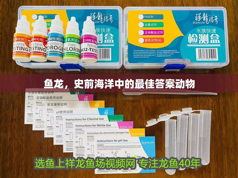 魚龍,史前海洋中的最佳答案動物 龍魚百科 第1張 魚龍,史前海洋中的最佳答案動物 魚龍,史前海洋中的最佳答案動物 龍魚百科 第1張