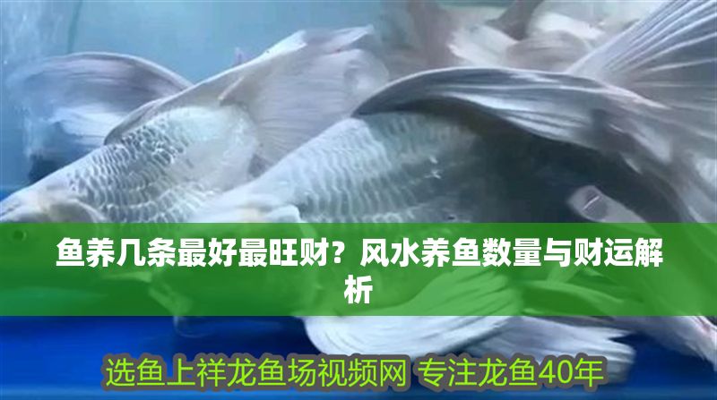 魚養(yǎng)幾條最好最旺財(cái)？風(fēng)水養(yǎng)魚數(shù)量與財(cái)運(yùn)解析
