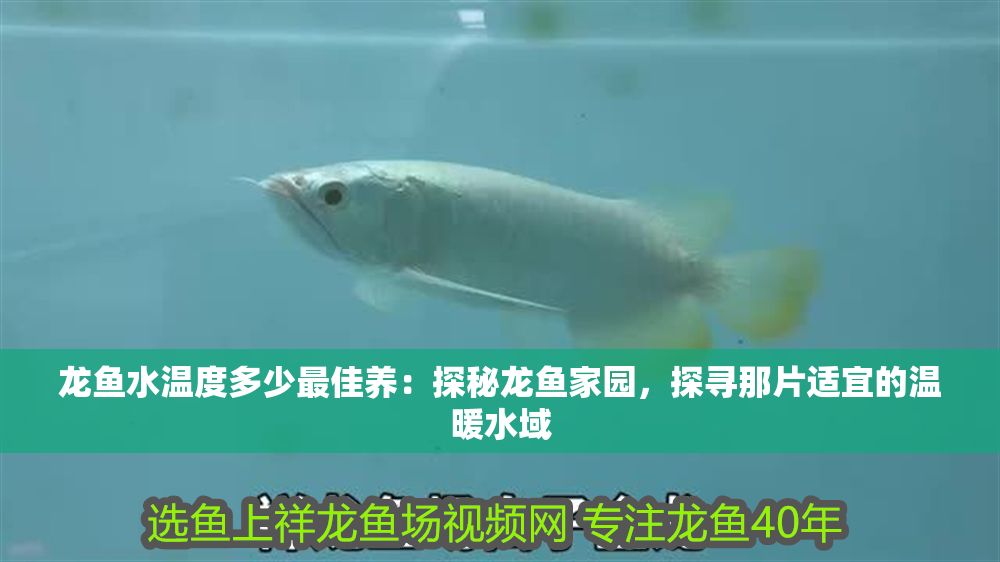 龍魚水溫度多少最佳養：探秘龍魚家園，探尋那片適宜的溫暖水域