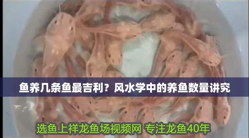 魚養幾條魚最吉利？風水學中的養魚數量講究