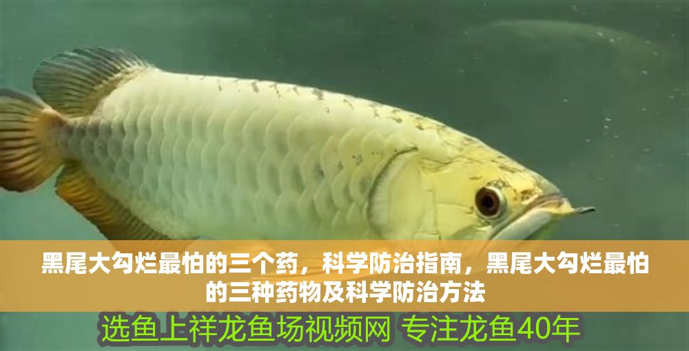 黑尾大勾爛最怕的三個(gè)藥，科學(xué)防治指南，黑尾大勾爛最怕的三種藥物及科學(xué)防治方法