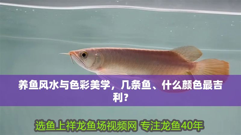 養魚風水與色彩美學，幾條魚、什么顏色最吉利？