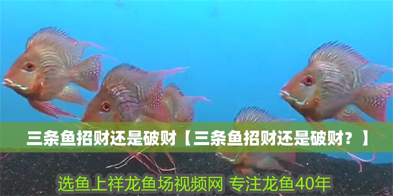 三條魚招財還是破財【三條魚招財還是破財？】 三條魚招財還是破財【三條魚招財還是破財？】 龍魚論壇