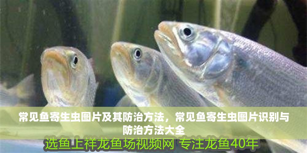 常見魚寄生蟲圖片及其防治方法，常見魚寄生蟲圖片識別與防治方法大全