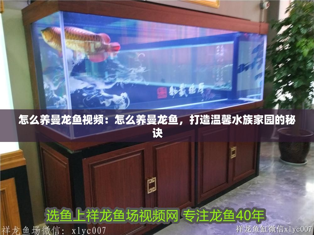 怎么養(yǎng)曼龍魚視頻：怎么養(yǎng)曼龍魚，打造溫馨水族家園的秘訣