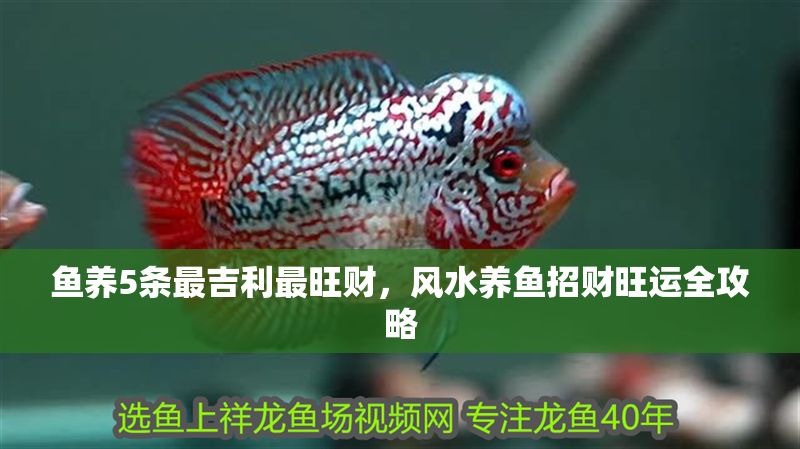 魚養(yǎng)5條最吉利最旺財(cái)，風(fēng)水養(yǎng)魚招財(cái)旺運(yùn)全攻略