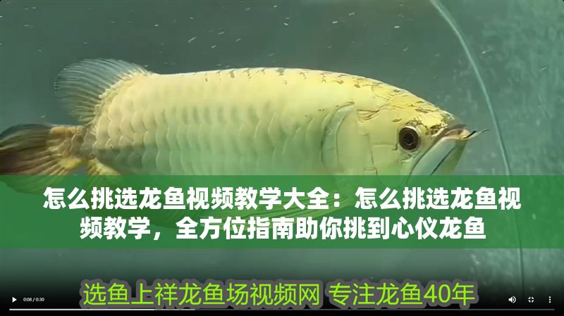 怎么挑選龍魚視頻教學(xué)大全：怎么挑選龍魚視頻教學(xué)，全方位指南助你挑到心儀龍魚
