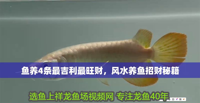 魚養4條最吉利最旺財，風水養魚招財秘籍