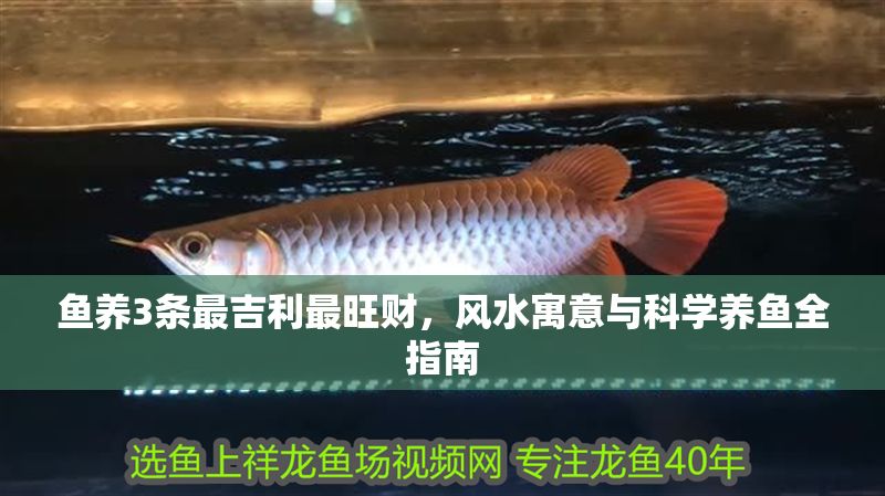 魚養(yǎng)3條最吉利最旺財，風水寓意與科學養(yǎng)魚全指南