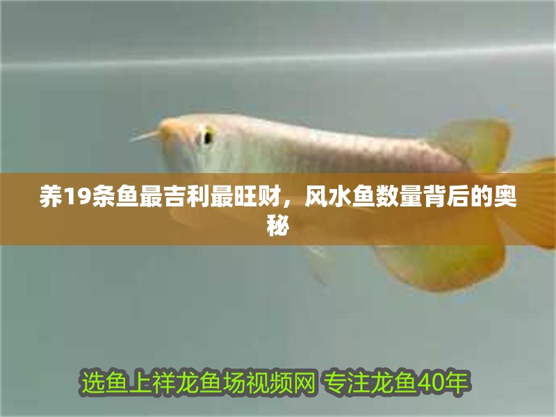 養19條魚最吉利最旺財，風水魚數量背后的奧秘 養19條魚最吉利最旺財，風水魚數量背后的奧秘 龍魚百科 第1張