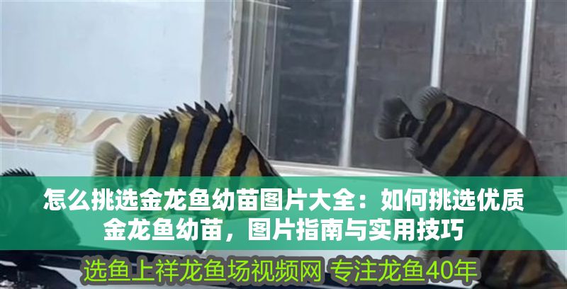 怎么挑選金龍魚幼苗圖片大全：如何挑選優(yōu)質(zhì)金龍魚幼苗，圖片指南與實用技巧