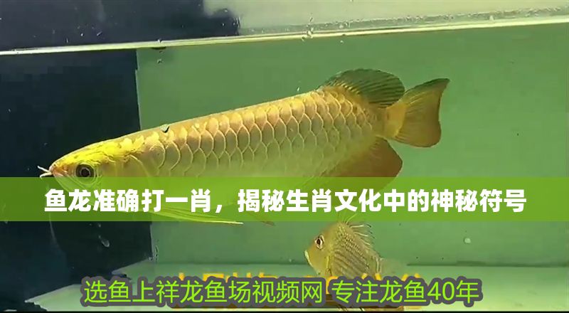 魚龍準(zhǔn)確打一肖，揭秘生肖文化中的神秘符號(hào)