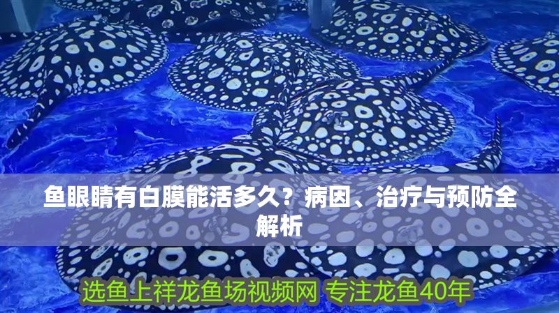 魚眼睛有白膜能活多久？病因、治療與預防全解析 魚眼睛有白膜能活多久？病因、治療與預防全解析 龍魚百科 第1張