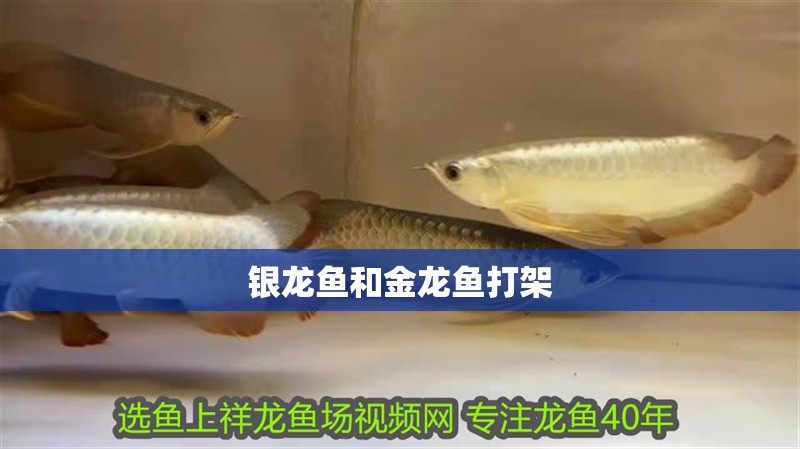 銀龍魚和金龍魚打架