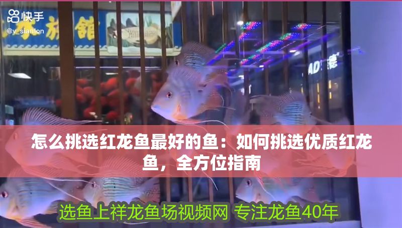 怎么挑選紅龍魚最好的魚：如何挑選優質紅龍魚，全方位指南