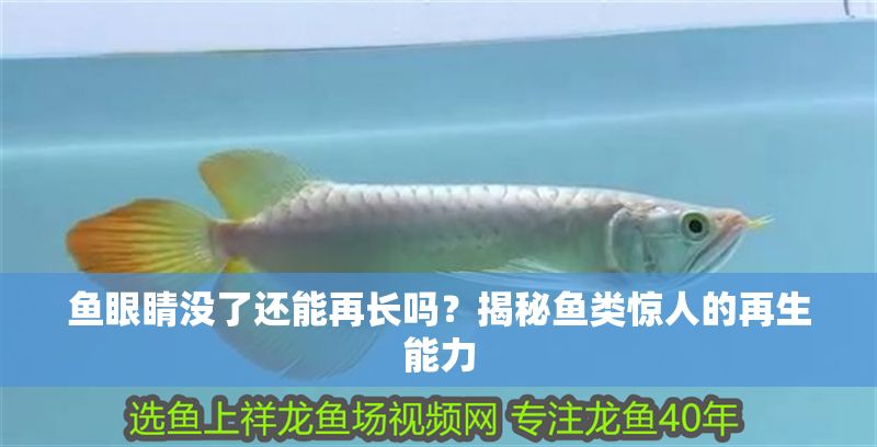 魚(yú)眼睛沒(méi)了還能再長(zhǎng)嗎？揭秘魚(yú)類(lèi)驚人的再生能力