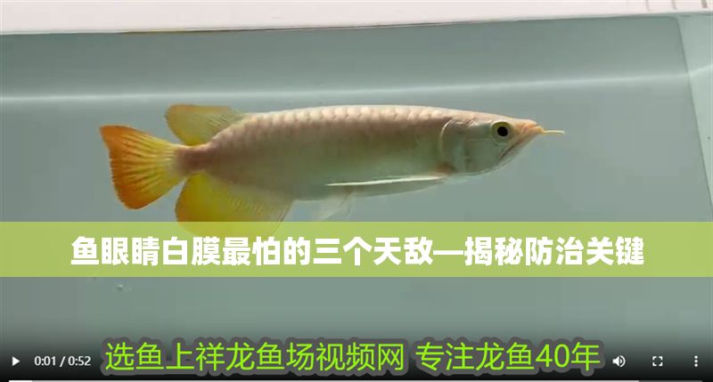 魚眼睛白膜最怕的三個天敵—揭秘防治關(guān)鍵