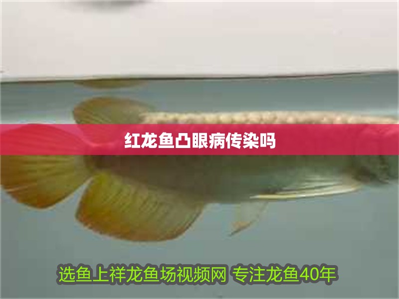 紅龍魚凸眼病傳染嗎