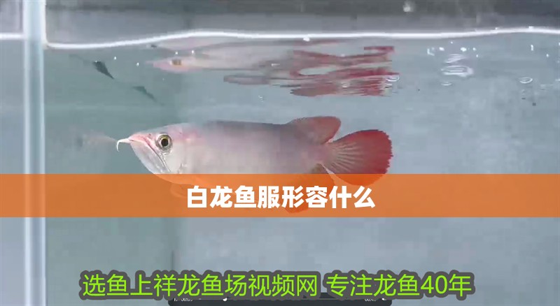 白龍魚服形容什么