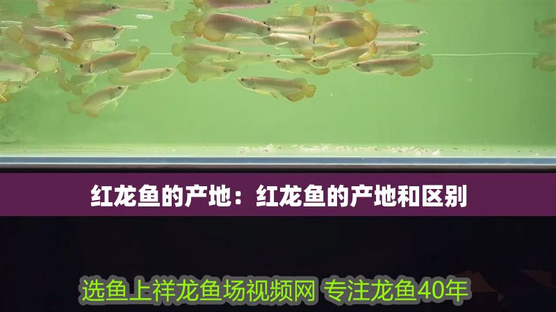 紅龍魚的產地：紅龍魚的產地和區別 紅龍魚的產地：紅龍魚的產地和區別 水族問答