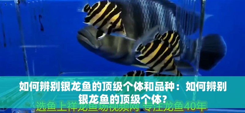 如何辨別銀龍魚(yú)的頂級(jí)個(gè)體和品種：如何辨別銀龍魚(yú)的頂級(jí)個(gè)體？