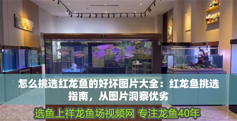 怎么挑選紅龍魚的好壞圖片大全：紅龍魚挑選指南，從圖片洞察優劣