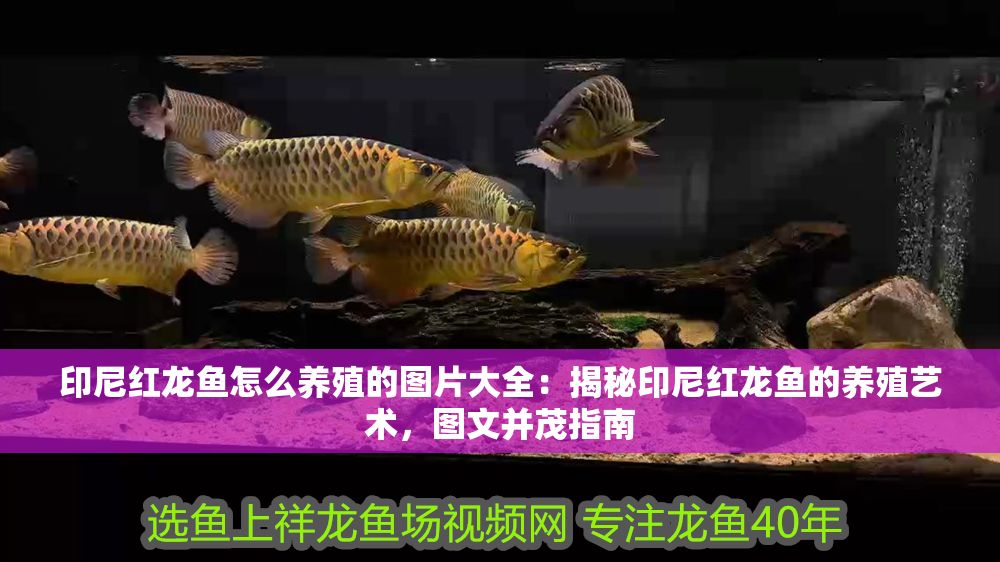 印尼紅龍魚怎么養殖的圖片大全：揭秘印尼紅龍魚的養殖藝術，圖文并茂指南