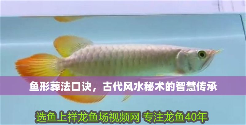 魚形葬法口訣，古代風水秘術的智慧傳承 魚形葬法口訣，古代風水秘術的智慧傳承 龍魚百科 第1張
