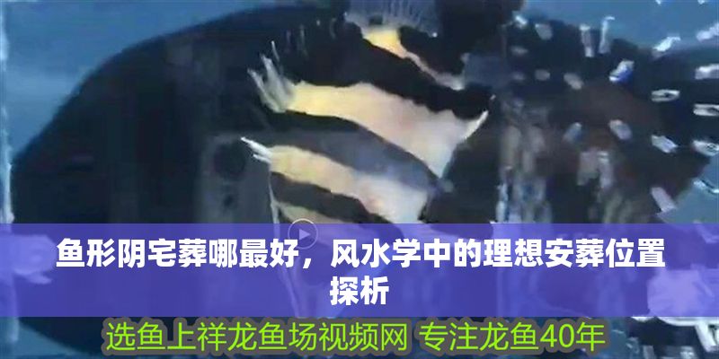 魚形陰宅葬哪最好，風(fēng)水學(xué)中的理想安葬位置探析 魚形陰宅葬哪最好，風(fēng)水學(xué)中的理想安葬位置探析 龍魚百科 第1張